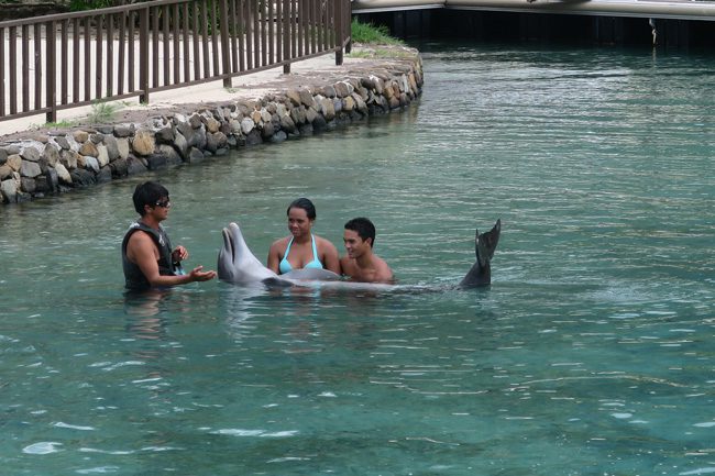 Playing with dolphins at Dolphin center Intercontinental Resort Moorea