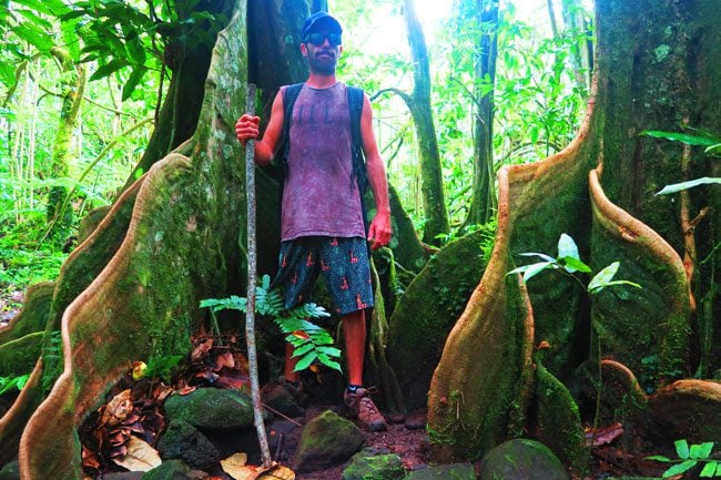 Roots of Tahitian chestnut trees Opunohu Valley hike Moorea French Polynesia