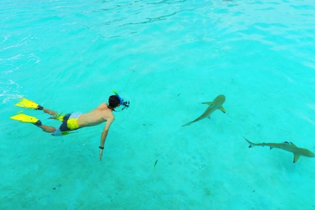 Shark and stingray feeding Moorea French Polynesia