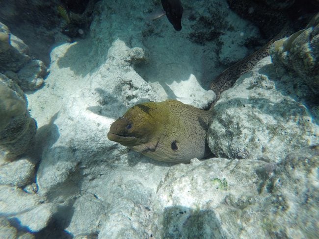 Shark and stingray feeding Moorea moray eel close up