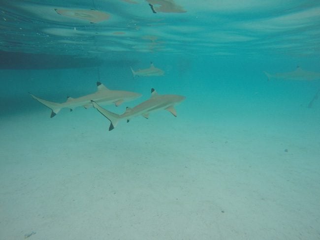 Shark and stingray feeding Moorea reef sharks