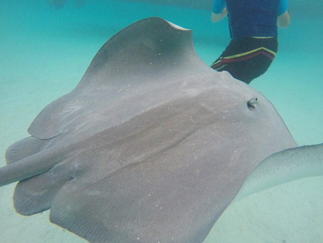 Shark and stingray feeding Moorea stingray up close