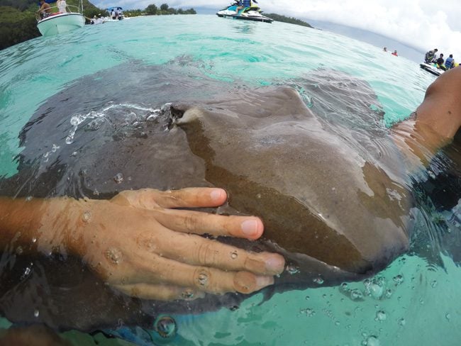 Shark and stingray feeding Moorea touching stingray