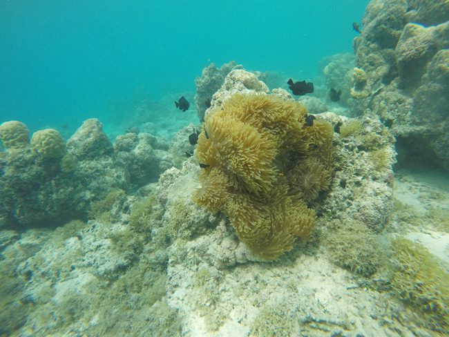 Snorkeling off Mareto Beach Moorea French Polynesia 1