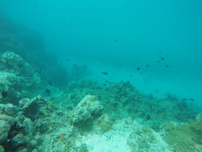 Snorkeling off Mareto Beach Moorea French Polynesia 2