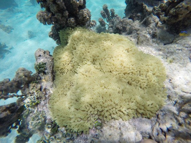 Snorkeling off bungalow Moorea French Polynesia 1