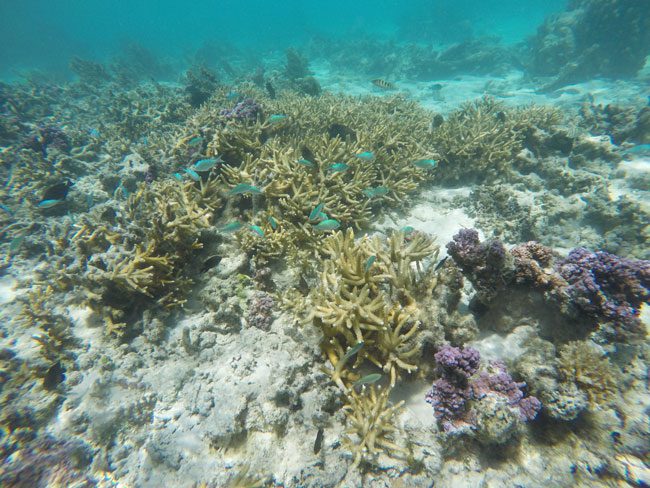 Snorkeling off bungalow Moorea French Polynesia 2