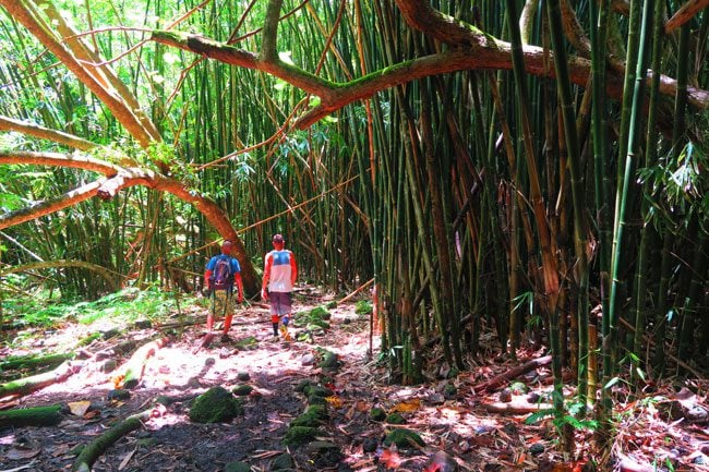 Three coconuts hike Moorea French Polynesia giant bamboo