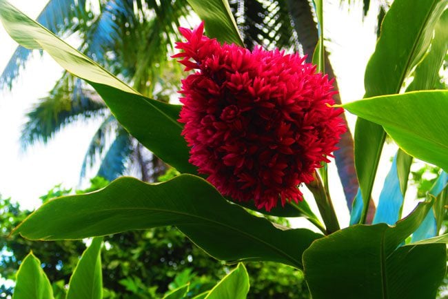 Tropical flower in Moorea French Polynesia