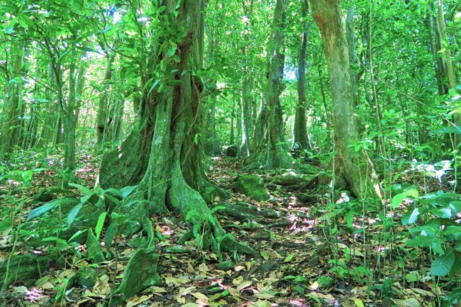 Vaiare to Pao Pao hike Moorea French Polynesia mape forest