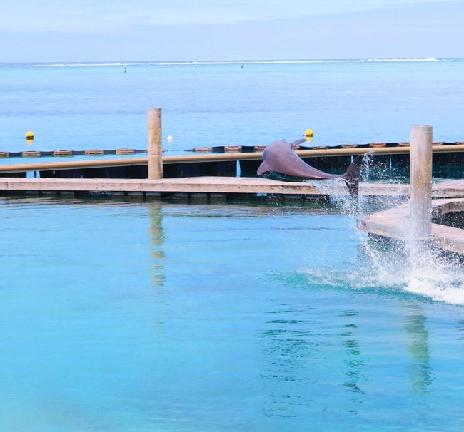 dolphin jumping at Dolphin center Intercontinental Resort Moorea