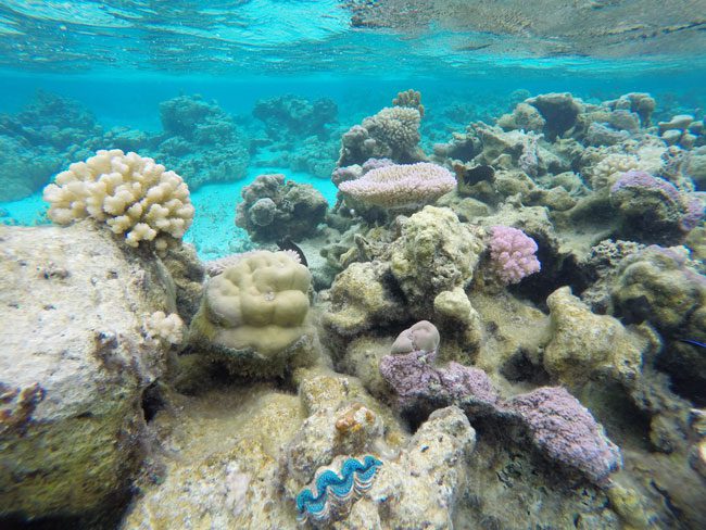 Coral Garden in Maupiti French Polynesia 11