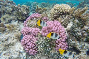 Coral Garden in Maupiti French Polynesia 12