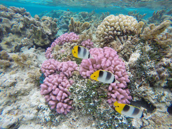 Coral Garden in Maupiti French Polynesia 12