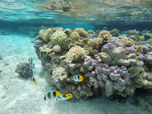 Coral Garden in Maupiti French Polynesia 2