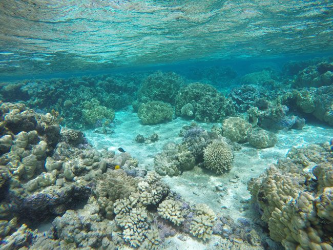 Coral Garden in Maupiti French Polynesia 3