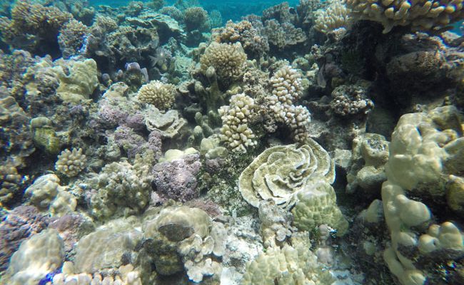 Coral Garden in Maupiti French Polynesia 4