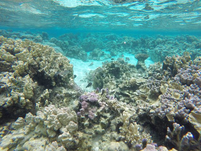 Coral Garden in Maupiti French Polynesia 7