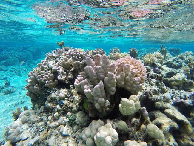 Coral Garden in Maupiti French Polynesia 8