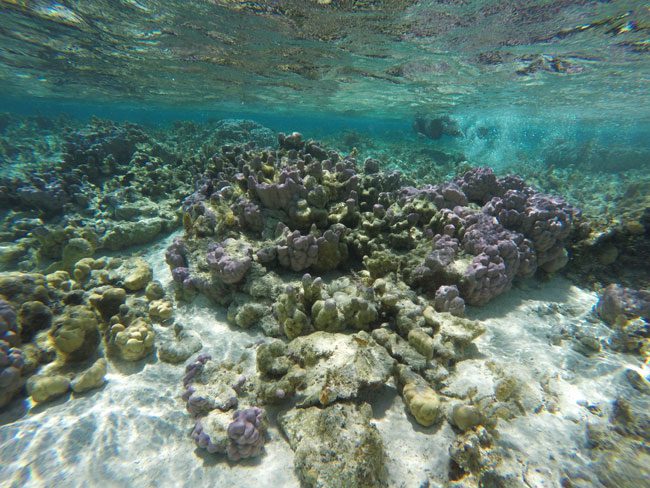 Coral Garden in Maupiti French Polynesia