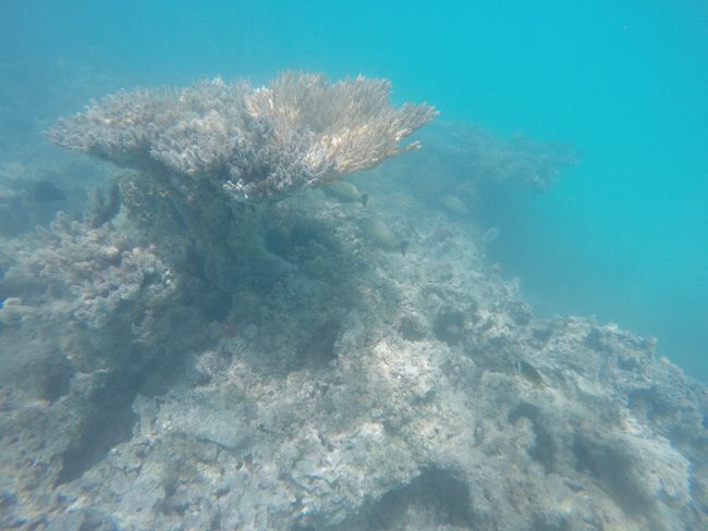 Coral off Motu Auira Maupiti French Polynesia 2