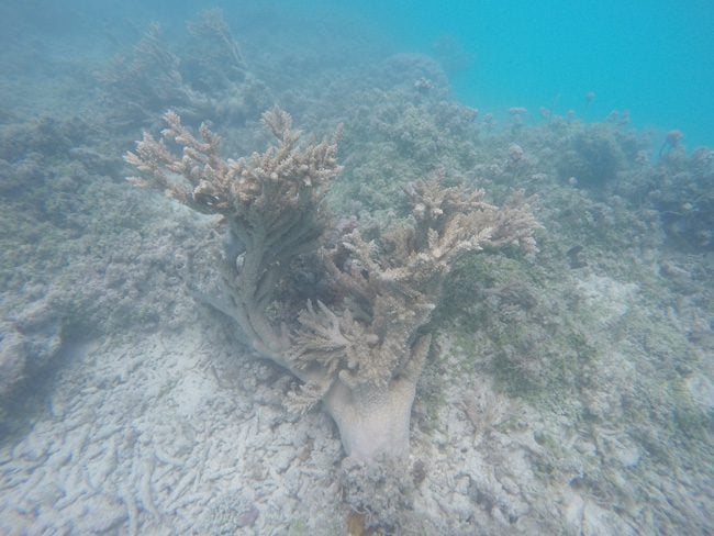 Coral off Motu Auira Maupiti French Polynesia 3