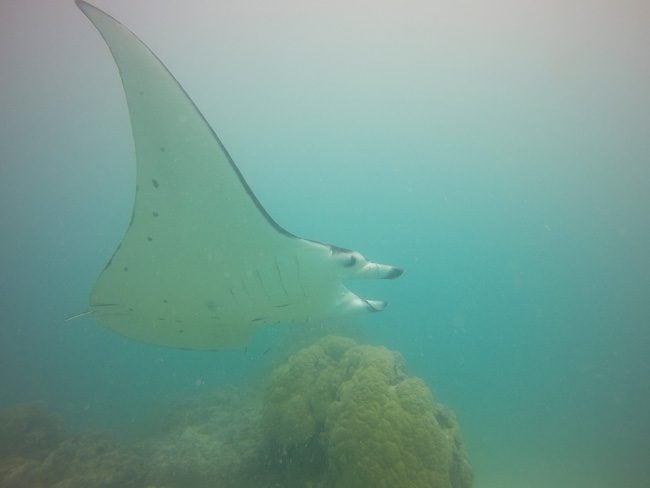 Diving in Maupiti French Polynesia manta cleaning station