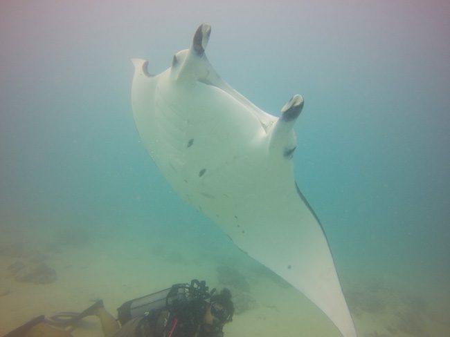 Diving in Maupiti French Polynesia manta rays closeup