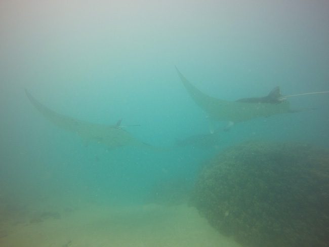 Diving in Maupiti French Polynesia two manta rays