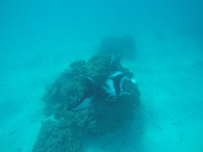 Lagoon tour Maupiti French Polynesia manta ray swimming