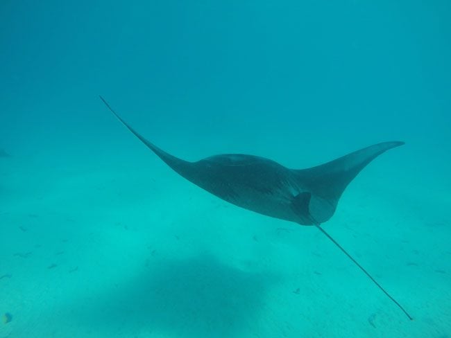 Lagoon tour in Maupiti French Polynesia manta ray swimming away