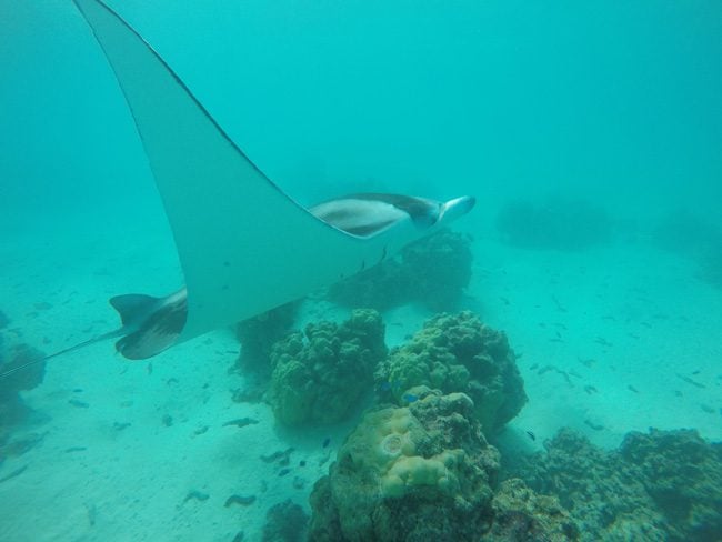 Lagoon tour in Maupiti French Polynesia manta rays swimming by