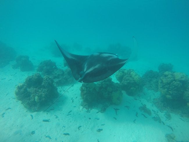 Lagoon tour in Maupiti French Polynesia swimming with manta ray