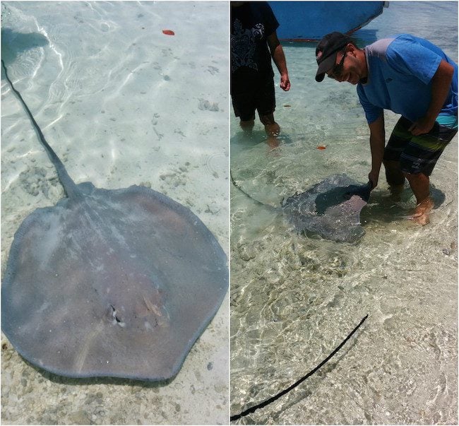 Lagoon tour sammy Maupiti tour feeding stingray