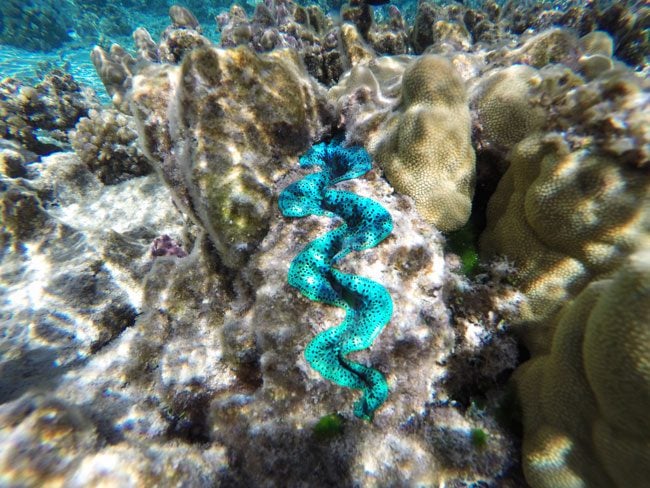 Snorkeling off Motu Auira Maupiti French Polynesia beautiful shell