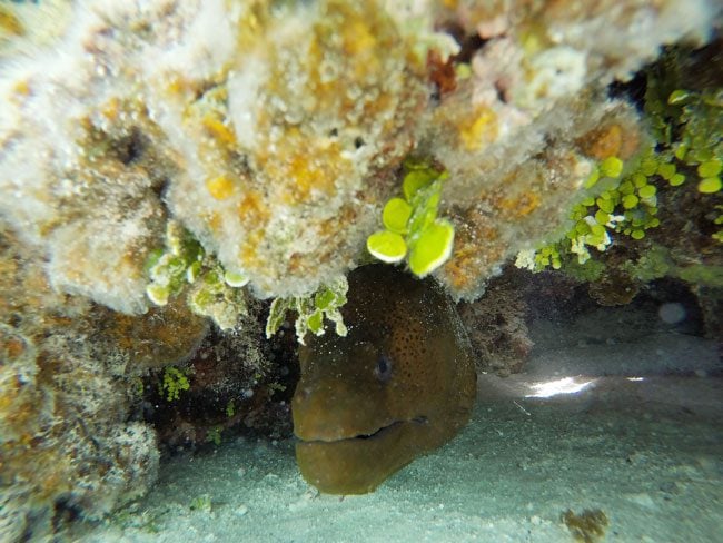 Snorkeling off Motu Auira Maupiti French Polynesia moray eel