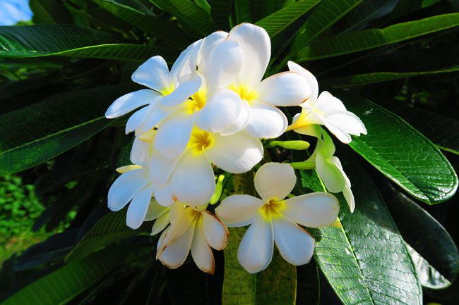 Tiare gardenia flower in Maupiti French Polynesia