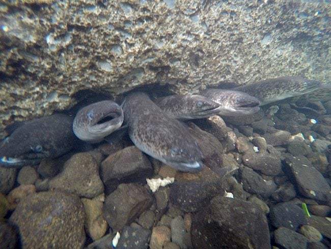 Blue Eyed Eels Huahine Island French Polynesia