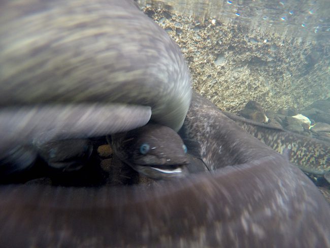 Blue Eyed Eels Huahine Island French Polynesia