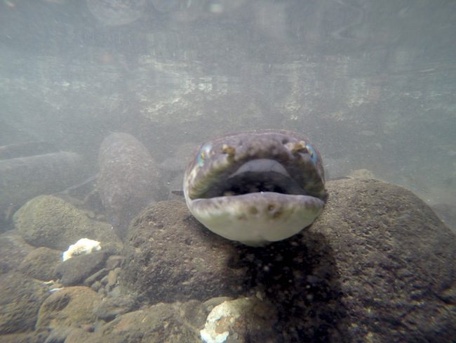 Blue Eyed Eels Huahine Island French Polynesia