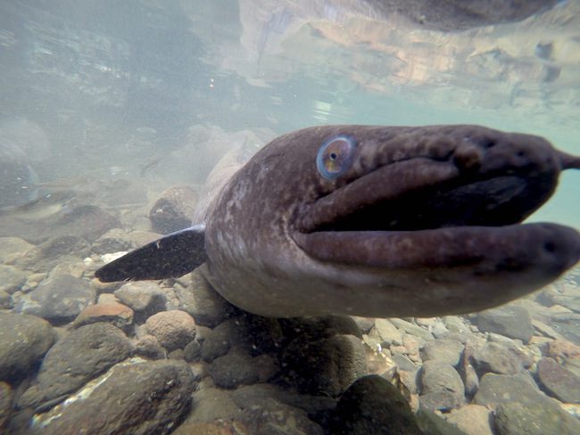 Blue Eyed Eels Huahine Island French Polynesia