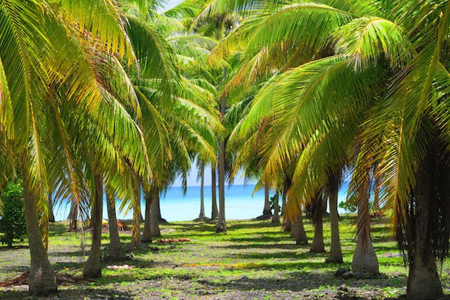 Coconut plantation Fakarava Atoll French Polynesia