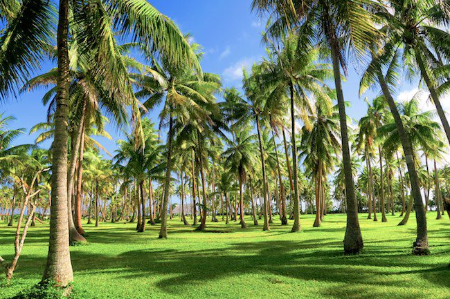 Coconut plantation Huahine Island French Polynesia