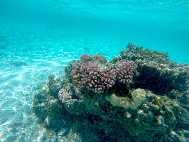 Coral garden Huahine Island French Polynesia