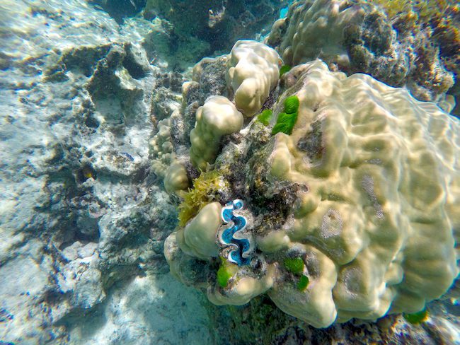 Coral garden Huahine Island French Polynesia