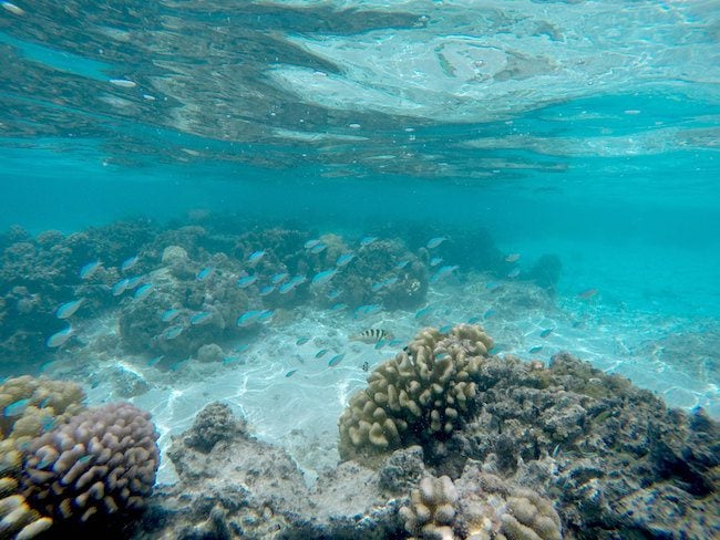 Coral garden Huahine Island French Polynesia