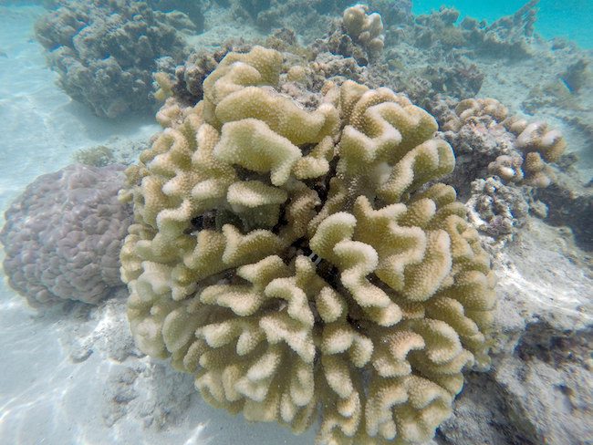 Coral garden Huahine Island French Polynesia