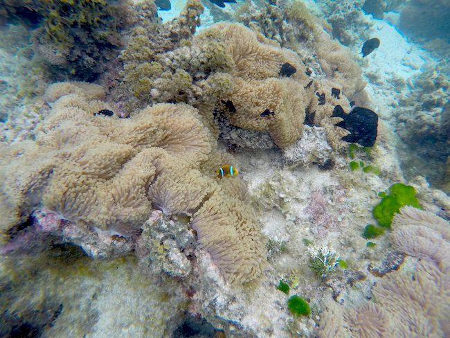 Coral garden Huahine Island French Polynesia