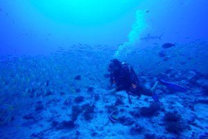 Diving Fakarava Atoll French Polynesia North Pass Garuae goatfish