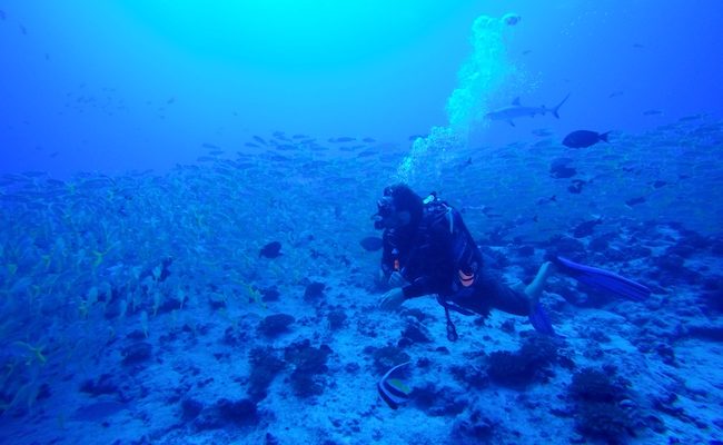 Diving Fakarava Atoll French Polynesia North Pass Garuae goatfish
